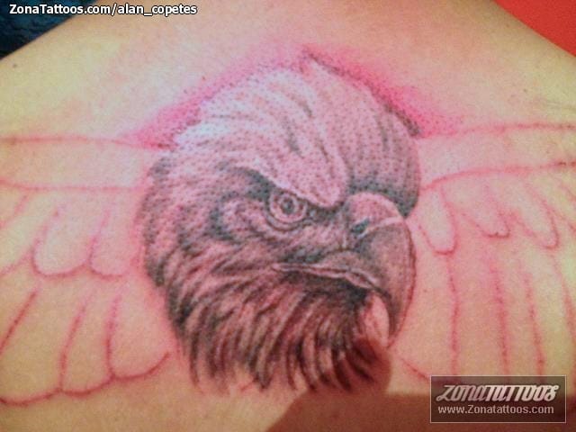 Tattoo photo Eagles, Birds, Animals