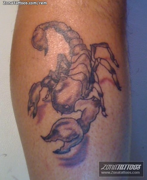 Tattoo photo Scorpions, Insects