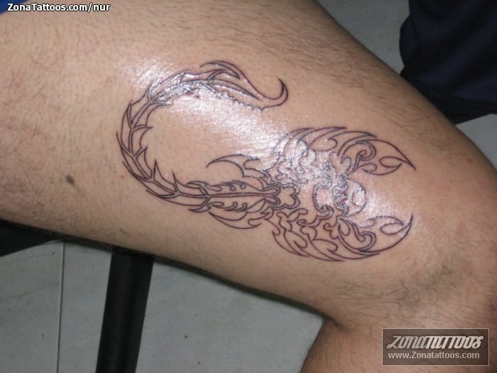 Tattoo photo Scorpions, Insects