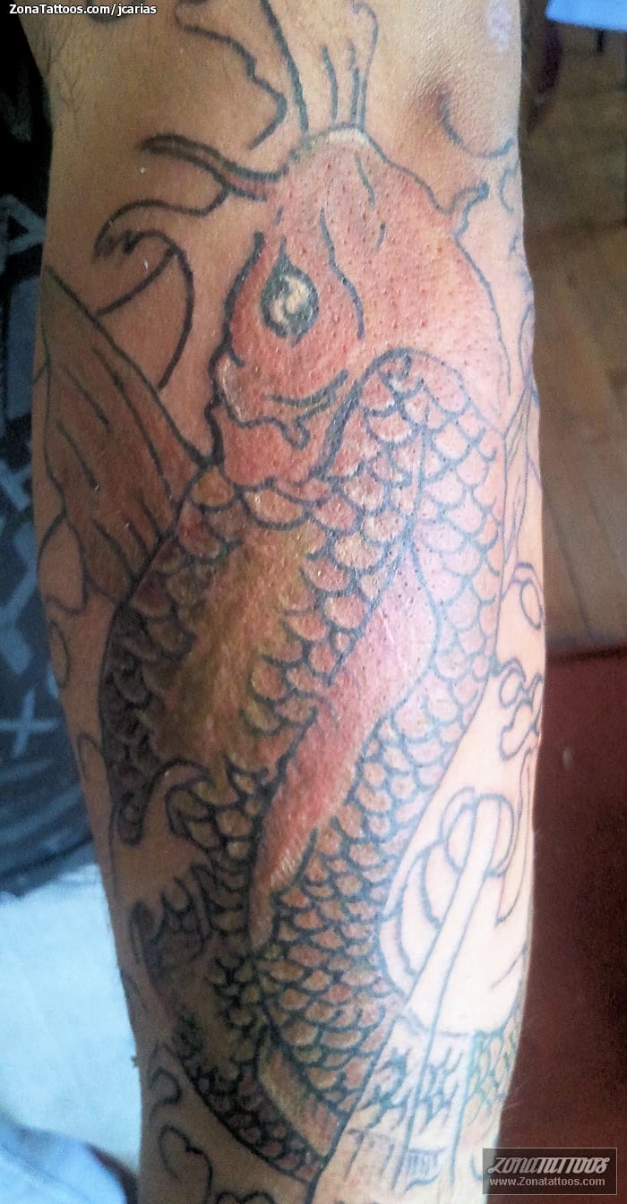 Foto de tatuaje Koi, Peces, Animales