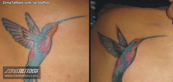 Foto de tatuaje Aves, Colibríes, Animales