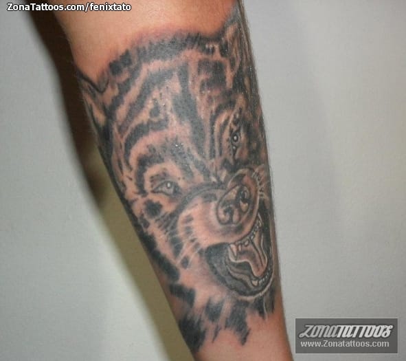 Foto de tatuaje Lobos, Animales