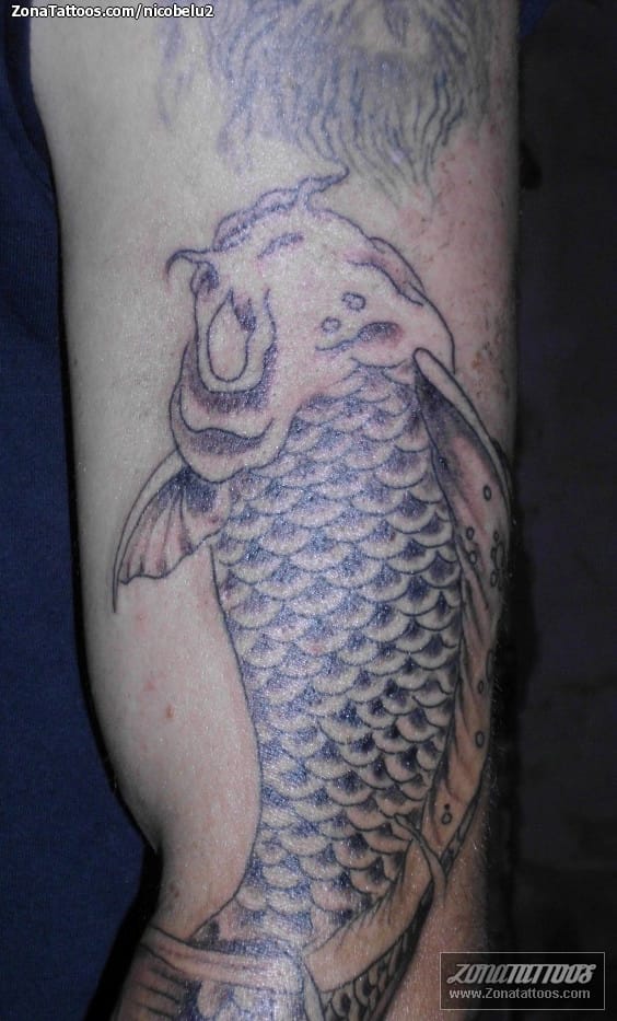 Tattoo photo Koi, Fish, Animals