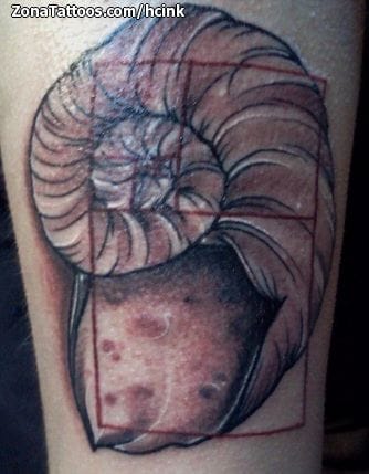 Tattoo photo Nautilus, Animals