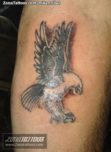 Tattoo photo Birds, Animals, Eagles