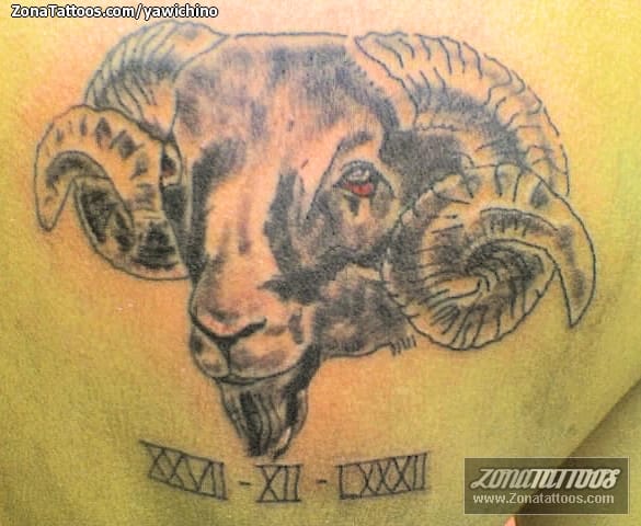 Tattoo photo Animals, Rams