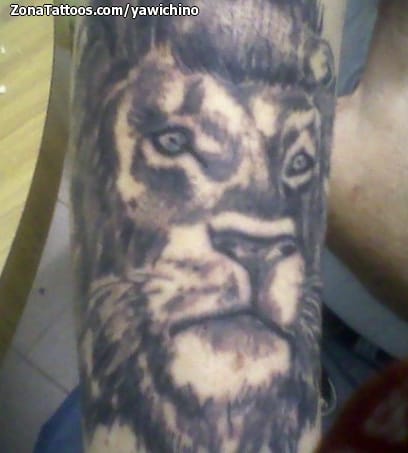 Foto de tatuaje Leones, Animales