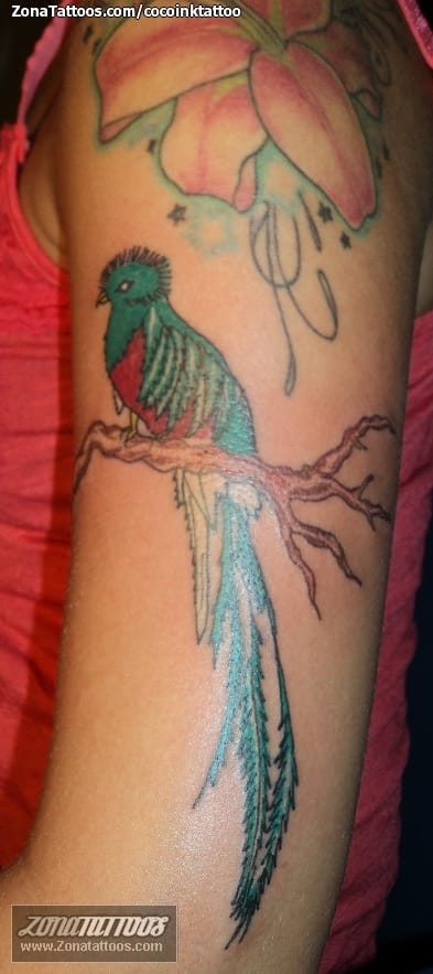 Tattoo photo Birds, Quetzal, Forearm