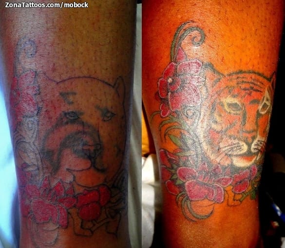 Foto de tatuaje Tigres, Cover Up, Animales