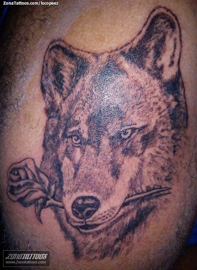 Foto de tatuaje Lobos, Animales, Rosas