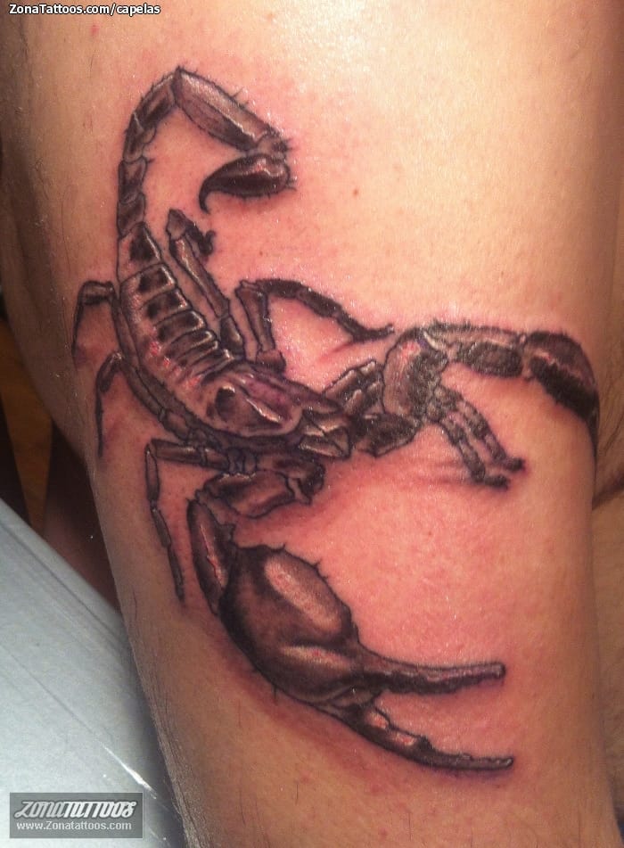 Tattoo photo Scorpions, Insects