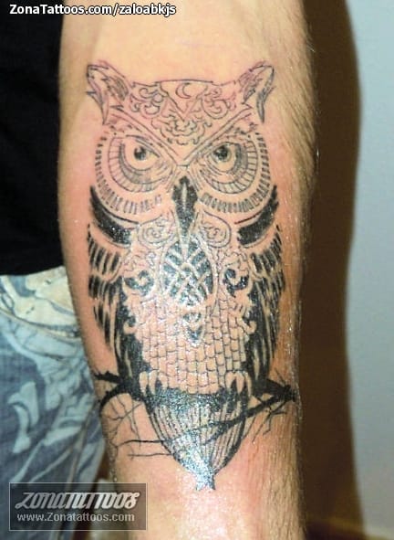 Tattoo photo Owls, Animals, Birds