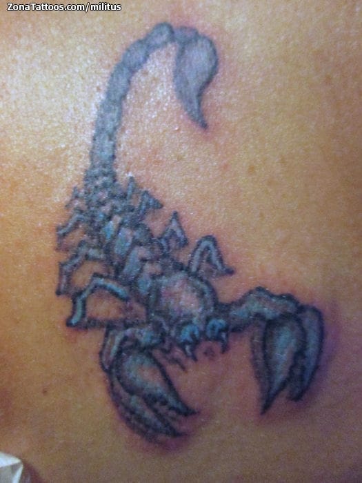 Tattoo photo Scorpions, Insects