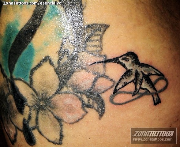 Foto de tatuaje Colibríes, Aves, Animales