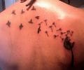 Tatuaje de dariopierre