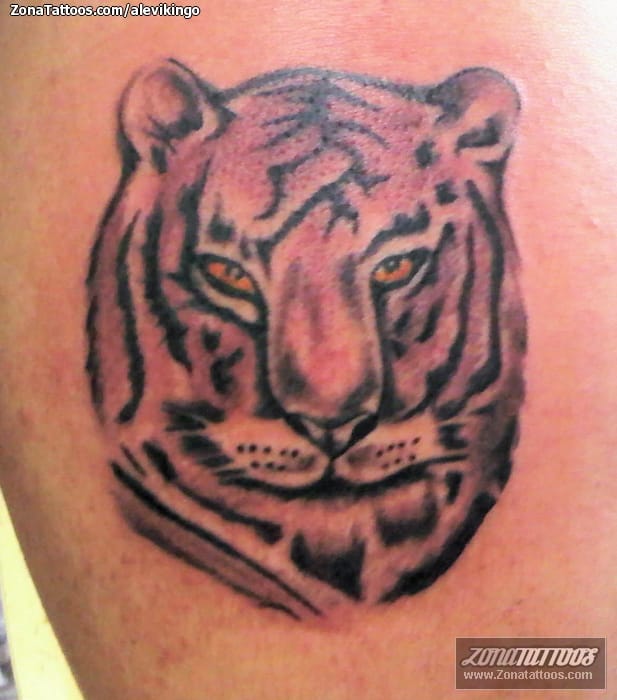 Foto de tatuaje Tigres, Animales