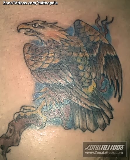 Foto de tatuaje Águilas, Aves, Animales