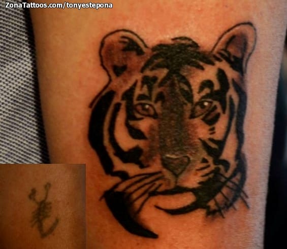 Foto de tatuaje Animales, Tigres, Cover Up