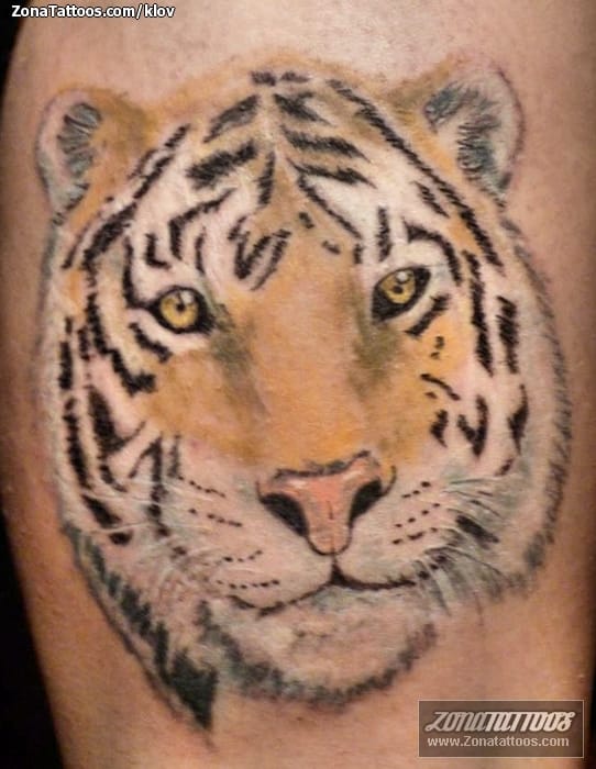 Tattoo photo Tigers, Animals