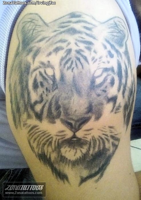 Tattoo photo Tigers, Animals