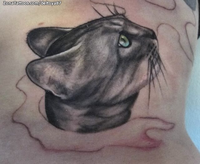 Foto de tatuaje Gatos, Animales