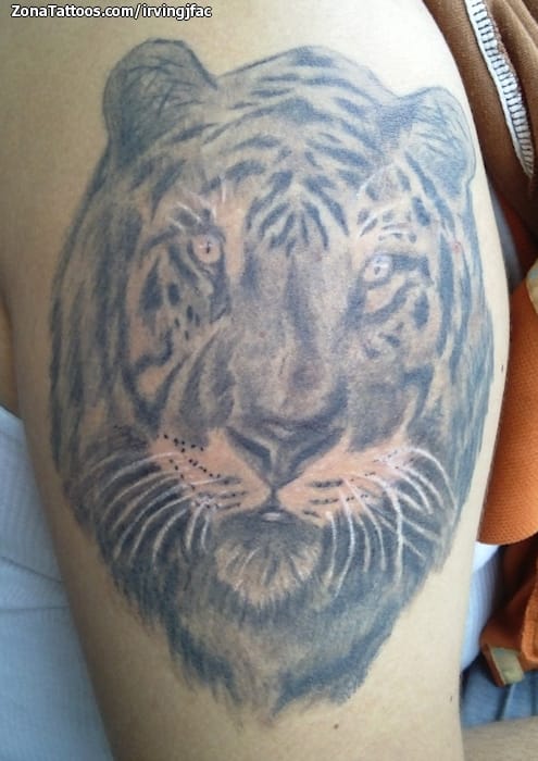 Tattoo photo Tigers, Animals