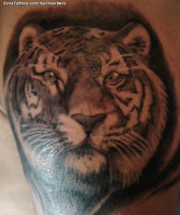 Tattoo photo Tigers, Animals