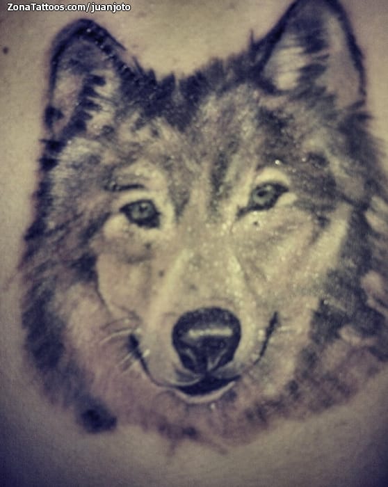 Foto de tatuaje Lobos, Animales