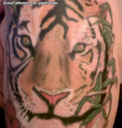 Foto de tatuaje Tigres, Animales