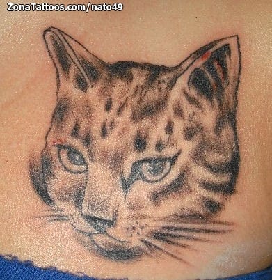 Foto de tatuaje Gatos, Animales