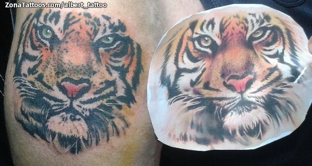 Foto de tatuaje Tigres, Animales, Cover Up