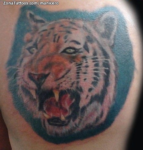 Foto de tatuaje Tigres, Animales, Cover Up