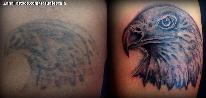 Foto de tatuaje Águilas, Aves, Animales