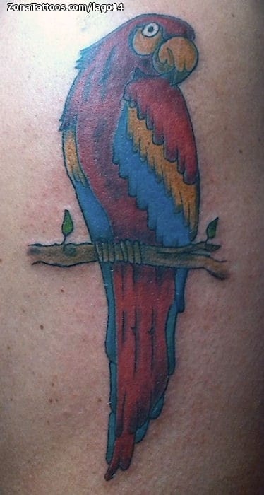 Foto de tatuaje Loros, Aves, Animales