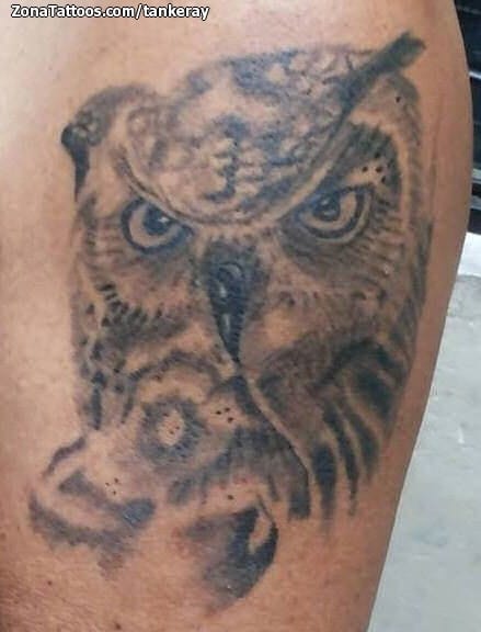 Foto de tatuaje Búhos, Aves, Animales