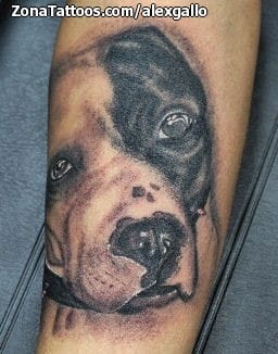 Foto de tatuaje Perros, Animales, Pitbulls