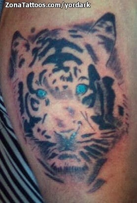 Foto de tatuaje Tigres, Animales