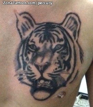 Tattoo photo Tigers, Animals, Chest