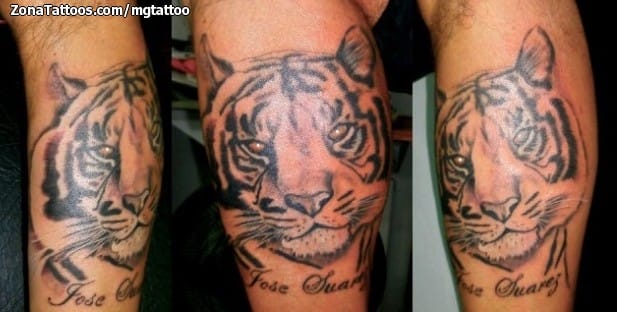 Foto de tatuaje Tigres, Animales