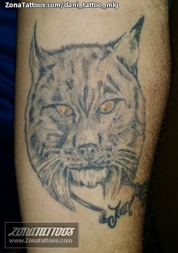 Foto de tatuaje Linces, Animales