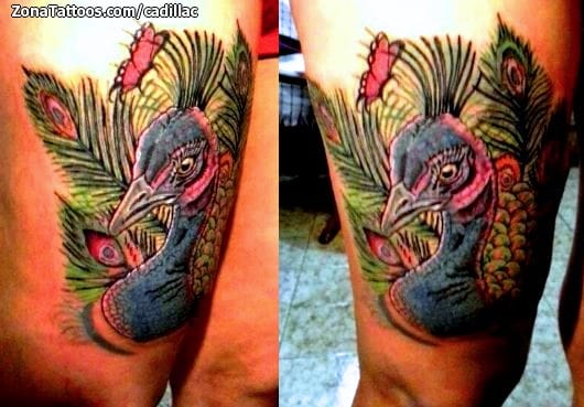 Foto de tatuaje Pavos, Aves, Animales