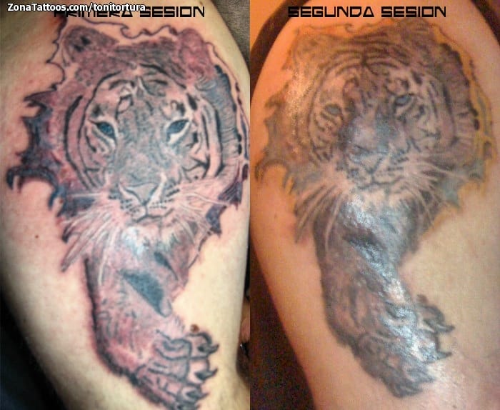 Foto de tatuaje Tigres, Animales