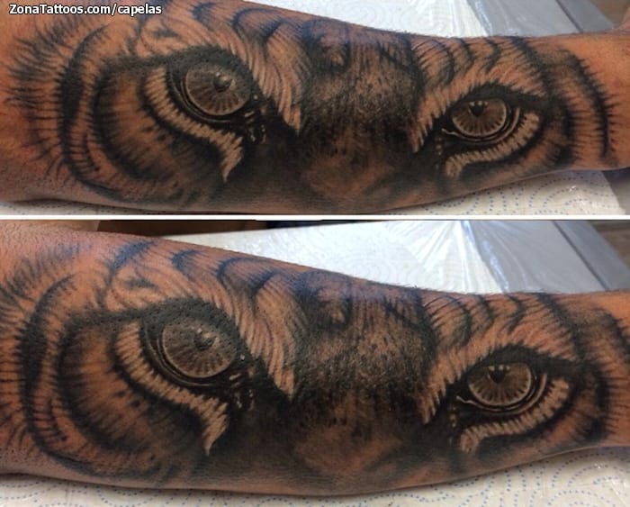 Foto de tatuaje Tigres, Brazo, Ojos