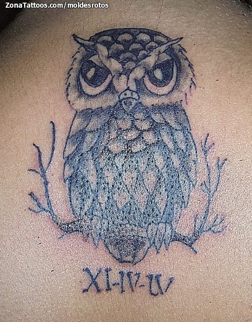 Foto de tatuaje Búhos, Aves, Animales
