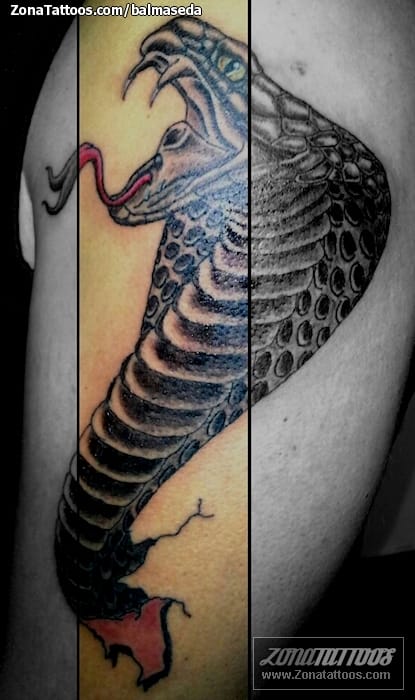 Tattoo photo Cobras, Snakes, Animals