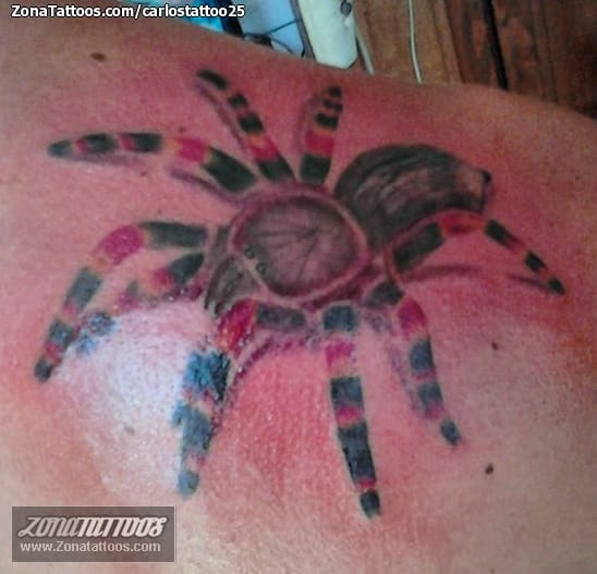 Tattoo photo Tarantulas, Animals