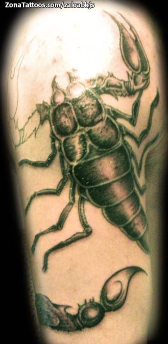 Tattoo photo Scorpions, Insects