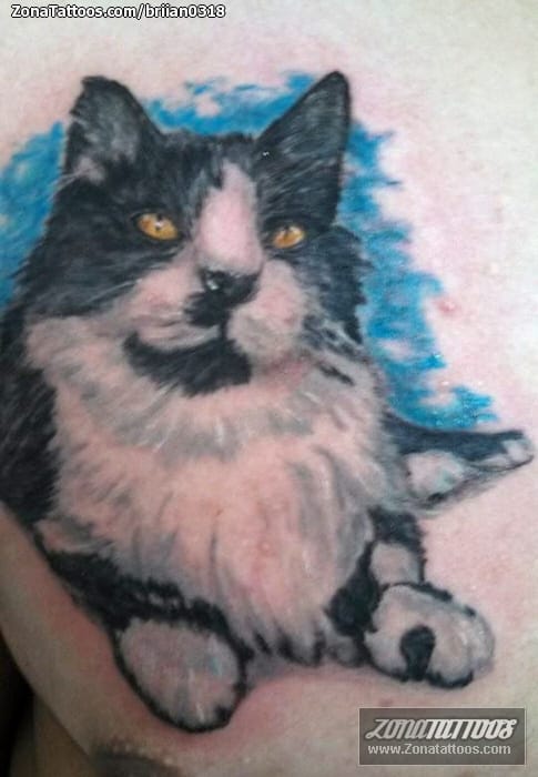 Foto de tatuaje Gatos, Animales