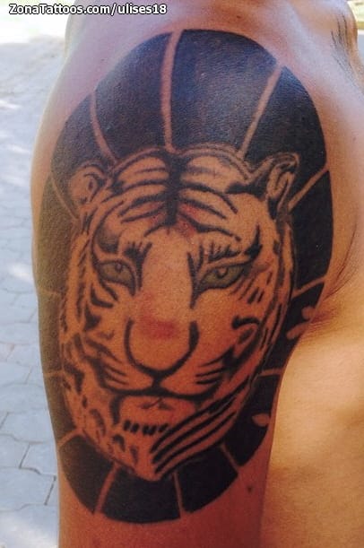 Foto de tatuaje Tigres, Animales