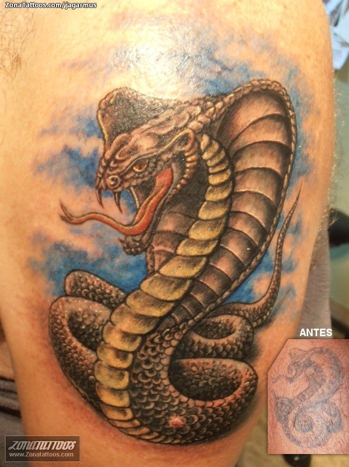 Tattoo of Cobras, Snakes, Cover Up